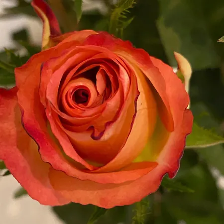 Sjarmerende I Hjertet Av Semesterbostad *